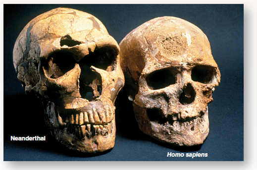 Has Brain Size Increased as Hominids Evolved?  As noted in this chapter, brain size has become progressively larger as hominids evolved. Interestingly, Neanderthal fossils ( left in the photo below) typically have larger brains than fossils of modern humans ( right in photo below), about 1,650 cubic centimeters (cc) for Homo neanderthalensis versus about 1,500 cc for H. sapiens. Does this suggest that Neanderthals were smarter than us? the graph to the right explores the evolution of hominid brain size by plotting the age of each major type of hominid versus its brain size (that is, the volume of the skull cranium's interior). For each type of hominid, there is some variation in cranial volume among the fossils that have been described, and a typical value is presented (the number in parentheses by each point). The value for H. neanderthalensis , for example, is plotted as a typical 1,650 cc, even though a skull found in the amud cave of israel (see page 469) is 90 cc larger. Some paleontologists consider H. ergaster to be a variant of H. erectus , and H. heidelbergensis and H. neanderthalensis to be variants of H. sapiens , but for the sake of this analysis, the splitters view is presented. While the question used to be controversial, most anthropologists now feel that H. neanderthalensis and H. sapiens are separate species, both descended from H. heidelbergensis (however it is named).      Further Analysis What key unverified assumption does this conclusion depend upon? If you do not accept this further conclusion, why then do you think brain size has evolved as rapidly as it has in the genus Homo ?