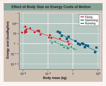 Which Mode of Locomotion Is the Most Efficient?  Running, flying, and swimming require more energy than sitting still, but how do they compare? the greatest differences between moving on land, in the air, and in water result from the differences in support and resistance to movement provided by water and air. The weight of swimming animals is fully supported by the surrounding water, and no effort goes into supporting the body, while running and flying animals must support the full weight of their bodies. On the other hand, water presents considerable resistance to movement, air much less, so that flying and running require less energy to push the medium out of the way. A simple way to compare the costs of moving for different animals is to determine how much energy it takes to move. The energy cost to run, fly, or swim is in each case the energy required to move one unit of body mass over one unit of distance with that mode of locomotion. (energy is measured in the metric system as a kilocalorie [ kcal ] or, technically, 4.184 kilojoules [note that the calorie measured in food diets and written with a capital c is equivalent to 1 kcal]; body mass is measured in kilograms, where 1 kilogram [ kg ] is 2.2 pounds; distance is measured in kilometers, where 1 kilometer [ km ] is 0.62 miles). The graph to the right displays three such cost-of-motion studies. The blue squares represent running; the red circles, flying; and the green triangles, swimming. In each study, the line is drawn as the statistical best fit for the points. Some animals like humans have data in two lines, as they both run (well) and swim (poorly). Ducks have data in all three lines, as they not only fly (very well) but also run and swim (poorly).      Making Inferences  a. Comparing the energy costs of running versus flying for animals of the same body mass, which mode of locomotion is the most expensive? Why would you expect this to be so? b. Comparing the energy costs of swimming to flying, which uses the least energy? why would you expect this to be so?