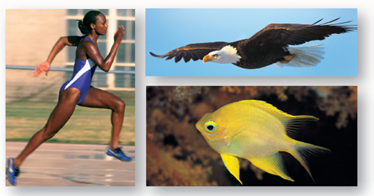 Which Mode of Locomotion Is the Most Efficient?  Running, flying, and swimming require more energy than sitting still, but how do they compare? the greatest differences between moving on land, in the air, and in water result from the differences in support and resistance to movement provided by water and air. The weight of swimming animals is fully supported by the surrounding water, and no effort goes into supporting the body, while running and flying animals must support the full weight of their bodies. On the other hand, water presents considerable resistance to movement, air much less, so that flying and running require less energy to push the medium out of the way. A simple way to compare the costs of moving for different animals is to determine how much energy it takes to move. The energy cost to run, fly, or swim is in each case the energy required to move one unit of body mass over one unit of distance with that mode of locomotion. (energy is measured in the metric system as a kilocalorie [ kcal ] or, technically, 4.184 kilojoules [note that the calorie measured in food diets and written with a capital c is equivalent to 1 kcal]; body mass is measured in kilograms, where 1 kilogram [ kg ] is 2.2 pounds; distance is measured in kilometers, where 1 kilometer [ km ] is 0.62 miles). The graph to the right displays three such cost-of-motion studies. The blue squares represent running; the red circles, flying; and the green triangles, swimming. In each study, the line is drawn as the statistical best fit for the points. Some animals like humans have data in two lines, as they both run (well) and swim (poorly). Ducks have data in all three lines, as they not only fly (very well) but also run and swim (poorly).      Drawing Conclusions In general, which mode of locomotion is the most efficient? the least efficient? why do you think this is so?