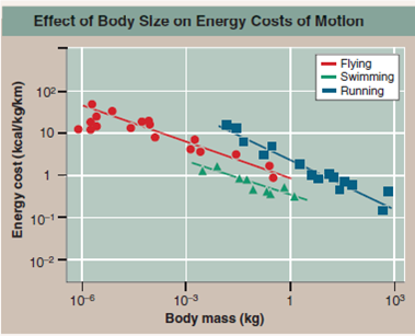 Which Mode of Locomotion Is the Most Efficient?  Running, flying, and swimming require more energy than sitting still, but how do they compare? The greatest differences between moving on land, in the air, and in water result from the differences in support and resistance to movement provided by water and air. The weight of swimming animals is fully supported by the surrounding water, and no effort goes into supporting the body, while running and flying animals must support the full weight of their bodies. On the other hand, water presents considerable resistance to movement, air much less, so that flying and running require less energy to push the medium out of the way. A simple way to compare the costs of moving for different animals is to determine how much energy it takes to move. The energy cost to run, fly, or swim is in each case the energy required to move one unit of body mass over one unit of distance with that mode of locomotion. (Energy is measured in the metric system as a kilocalorie ( kcal ) or technically 4.184 kilojoules [note that the Calorie measured in food diets and written with a capital C is equivalent to 1 kcal]; body mass is measured in kilograms, where one kilogram [ kg ] is 2.2 pounds; distance is measured in kilometers, where one kilometer [ km ] is 0.62 miles). The graph to the right displays three such cost-of-motion studies. The blue squares are running, the red circles are flying, and the green triangles are swimming. In each study, the line is drawn as the statistical best-fit for the points. Some animals like humans have data in two lines, as they both run (well) and swim (poorly). Ducks have data in all three lines, as they not only fly (very well), but also run and swim (poorly).      Further Analysis  a. How would you expect the slithering of a snake to compare to the three modes of locomotion examined here? Why? b. Do you think the costs of running by an athlete decrease with training? Why? How might you go about testing this?
