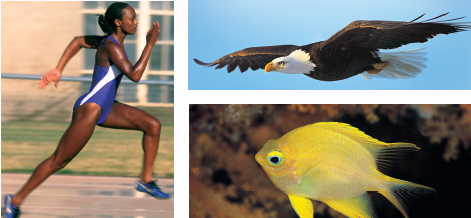 Which Mode of Locomotion Is the Most Efficient?  Running, flying, and swimming require more energy than sitting still, but how do they compare? The greatest differences between moving on land, in the air, and in water result from the differences in support and resistance to movement provided by water and air. The weight of swimming animals is fully supported by the surrounding water, and no effort goes into supporting the body, while running and flying animals must support the full weight of their bodies. On the other hand, water presents considerable resistance to movement, air much less, so that flying and running require less energy to push the medium out of the way. A simple way to compare the costs of moving for different animals is to determine how much energy it takes to move. The energy cost to run, fly, or swim is in each case the energy required to move one unit of body mass over one unit of distance with that mode of locomotion. (Energy is measured in the metric system as a kilocalorie ( kcal ) or technically 4.184 kilojoules [note that the Calorie measured in food diets and written with a capital C is equivalent to 1 kcal]; body mass is measured in kilograms, where one kilogram [ kg ] is 2.2 pounds; distance is measured in kilometers, where one kilometer [ km ] is 0.62 miles). The graph to the right displays three such cost-of-motion studies. The blue squares are running, the red circles are flying, and the green triangles are swimming. In each study, the line is drawn as the statistical best-fit for the points. Some animals like humans have data in two lines, as they both run (well) and swim (poorly). Ducks have data in all three lines, as they not only fly (very well), but also run and swim (poorly).      Further Analysis  a. How would you expect the slithering of a snake to compare to the three modes of locomotion examined here? Why? b. Do you think the costs of running by an athlete decrease with training? Why? How might you go about testing this?
