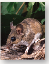 Do Big Hearts Beat Faster?  Small animals live at a much faster pace than large animals. They reproduce more quickly and live shorter lives. As a rule, they tend to move about more quickly and so consume more oxygen per unit body weight. Interestingly, small and large mammals have about the same size heart relative to body size (about 0.6% of body mass). But do all mammalian hearts beat at the same rate? the heart of a 7,000-kilogram (a kilogram is 1,000 grams) African bull elephant must push a far greater volume of blood through its body than the heart of a 20-gram mouse, but the elephant is able to do it through much-larger-diameter arteries, which impose far less resistance to the blood's flow. Does the elephant's heart beat faster? Or does the mouse's, in order to deliver more oxygen to its muscles? Or perhaps the mouse's heart beats more slowly because of increased resistance to flow through narrower blood vessels. The graph to the right displays the pulse rate of a number of mammals of different body sizes (the pulse rate is the number of heartbeats counted per minute, a measure of how rapidly the heart is beating).        Applying Concepts  a. Variable. In the graph, what is the dependent variable? b. Reading a Line Graph. All mammals have the same size hearts relative to their body size. Do their hearts beat at the same rate?