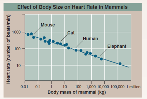 Do Big Hearts Beat Faster?  Small animals live at a much faster pace than large animals. They reproduce more quickly and live shorter lives. As a rule, they tend to move about more quickly and so consume more oxygen per unit body weight. Interestingly, small and large mammals have about the same size heart relative to body size (about 0.6% of body mass). But do all mammalian hearts beat at the same rate? the heart of a 7,000-kilogram (a kilogram is 1,000 grams) African bull elephant must push a far greater volume of blood through its body than the heart of a 20-gram mouse, but the elephant is able to do it through much-larger-diameter arteries, which impose far less resistance to the blood's flow. Does the elephant's heart beat faster? Or does the mouse's, in order to deliver more oxygen to its muscles? Or perhaps the mouse's heart beats more slowly because of increased resistance to flow through narrower blood vessels. The graph to the right displays the pulse rate of a number of mammals of different body sizes (the pulse rate is the number of heartbeats counted per minute, a measure of how rapidly the heart is beating).        Interpreting Data  a. What is the resting pulse rate of a 7,000-kilogram African bull elephant? b. What is the resting pulse rate of a 20-gram mouse? How many complete heartbeats is that per second? c. The pulse rate of an adult human at rest is about 70 beats per minute, while the heart of a cat, with a body weight less than a tenth of humans, beats 120 times per minute, almost twice as fast. What general statement can be made regarding the effect of body size on heart rate in mammals?