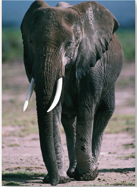 Do Big Hearts Beat Faster?  Small animals live at a much faster pace than large animals. They reproduce more quickly and live shorter lives. As a rule, they tend to move about more quickly and so consume more oxygen per unit body weight. Interestingly, small and large mammals have about the same size heart relative to body size (about 0.6% of body mass). But do all mammalian hearts beat at the same rate? the heart of a 7,000-kilogram (a kilogram is 1,000 grams) African bull elephant must push a far greater volume of blood through its body than the heart of a 20-gram mouse, but the elephant is able to do it through much-larger-diameter arteries, which impose far less resistance to the blood's flow. Does the elephant's heart beat faster? Or does the mouse's, in order to deliver more oxygen to its muscles? Or perhaps the mouse's heart beats more slowly because of increased resistance to flow through narrower blood vessels. The graph to the right displays the pulse rate of a number of mammals of different body sizes (the pulse rate is the number of heartbeats counted per minute, a measure of how rapidly the heart is beating).        Further Analysis What would you expect to be the relationship between lung size and body mass in mammals? Explain your reasoning.
