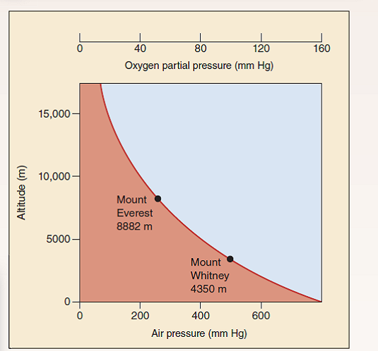 How Do Llamas Live So High Up?  Because of mixing, the air animals breathe is 21% oxygen everywhere, even way up into the sky 100 km above earth's surface. However, the amount of air (the number of molecules in a unit volume) decreases sharply with altitude, as shown in the upper graph. Air pressure at 5,000 meters is half that at sea level. This lack of air presents a serious problem to humans, as mountain climbers know. The amount of oxygen in the air (measured as oxygen partial pressure) is lower, so there is simply too little oxygen to fuel a climber's muscles. To combat this problem, high-altitude climbers typically spend months acclimating to high altitudes, a period in which their bodies greatly increase the amount of hemoglobin in their red blood cells and so increase the amount of oxygen the red blood cells can capture. Many mammals live their entire lives at high altitudes. The llama and the vicuna (pictured here) both live in the high Andes of South America, often above 5,000 meters. Do they stuff extra hemoglobin into their red blood cells too, or are they able to solve the problem of low oxygen in another way? The graph on the lower right displays three oxygen loading curves that reveal the effectiveness with which hemoglobin binds oxygen. The more effective the binding, the less oxygen required before hemoglobin becomes fully loaded. In the graph, the percent hemoglobin saturation (that is, how much of the hemoglobin is bound to oxygen) is presented on the y axis, and the oxygen partial pressure (a measure of the amount of oxygen available to the hemoglobin molecules) is presented on the x axis. Oxygen-loading curves are presented for three mammalian species: humans living at sea level, and llamas and vicunas, each living in the Andes above 5,000 meters.\        Interpreting Data  a. the partial pressure of oxygen in human muscle tissue at sea level is about 40 mm Hg. What is the percent hemoglobin bound to O<sub>2</sub> for each of the three species at this partial pressure? What percent of the human hemoglobin has released its oxygen? Of the llama? Of the vicuna? b. are there any significant differences in the hemoglobin saturation values for the two high-altitude species?