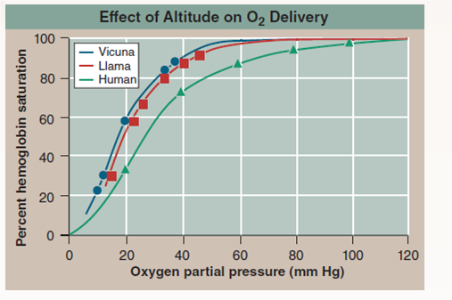 How Do Llamas Live So High Up?  Because of mixing, the air animals breathe is 21% oxygen everywhere, even way up into the sky 100 km above earth's surface. However, the amount of air (the number of molecules in a unit volume) decreases sharply with altitude, as shown in the upper graph. Air pressure at 5,000 meters is half that at sea level. This lack of air presents a serious problem to humans, as mountain climbers know. The amount of oxygen in the air (measured as oxygen partial pressure) is lower, so there is simply too little oxygen to fuel a climber's muscles. To combat this problem, high-altitude climbers typically spend months acclimating to high altitudes, a period in which their bodies greatly increase the amount of hemoglobin in their red blood cells and so increase the amount of oxygen the red blood cells can capture. Many mammals live their entire lives at high altitudes. The llama and the vicuna (pictured here) both live in the high Andes of South America, often above 5,000 meters. Do they stuff extra hemoglobin into their red blood cells too, or are they able to solve the problem of low oxygen in another way? The graph on the lower right displays three oxygen loading curves that reveal the effectiveness with which hemoglobin binds oxygen. The more effective the binding, the less oxygen required before hemoglobin becomes fully loaded. In the graph, the percent hemoglobin saturation (that is, how much of the hemoglobin is bound to oxygen) is presented on the y axis, and the oxygen partial pressure (a measure of the amount of oxygen available to the hemoglobin molecules) is presented on the x axis. Oxygen-loading curves are presented for three mammalian species: humans living at sea level, and llamas and vicunas, each living in the Andes above 5,000 meters.\        Interpreting Data  a. the partial pressure of oxygen in human muscle tissue at sea level is about 40 mm Hg. What is the percent hemoglobin bound to O<sub>2</sub> for each of the three species at this partial pressure? What percent of the human hemoglobin has released its oxygen? Of the llama? Of the vicuna? b. are there any significant differences in the hemoglobin saturation values for the two high-altitude species?