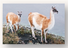 How Do Llamas Live So High Up?  Because of mixing, the air animals breathe is 21% oxygen everywhere, even way up into the sky 100 km above earth's surface. However, the amount of air (the number of molecules in a unit volume) decreases sharply with altitude, as shown in the upper graph. Air pressure at 5,000 meters is half that at sea level. This lack of air presents a serious problem to humans, as mountain climbers know. The amount of oxygen in the air (measured as oxygen partial pressure) is lower, so there is simply too little oxygen to fuel a climber's muscles. To combat this problem, high-altitude climbers typically spend months acclimating to high altitudes, a period in which their bodies greatly increase the amount of hemoglobin in their red blood cells and so increase the amount of oxygen the red blood cells can capture. Many mammals live their entire lives at high altitudes. The llama and the vicuna (pictured here) both live in the high Andes of South America, often above 5,000 meters. Do they stuff extra hemoglobin into their red blood cells too, or are they able to solve the problem of low oxygen in another way? The graph on the lower right displays three oxygen loading curves that reveal the effectiveness with which hemoglobin binds oxygen. The more effective the binding, the less oxygen required before hemoglobin becomes fully loaded. In the graph, the percent hemoglobin saturation (that is, how much of the hemoglobin is bound to oxygen) is presented on the y axis, and the oxygen partial pressure (a measure of the amount of oxygen available to the hemoglobin molecules) is presented on the x axis. Oxygen-loading curves are presented for three mammalian species: humans living at sea level, and llamas and vicunas, each living in the Andes above 5,000 meters.\        Making Inferences At an elevation of 5,000 meters, the partial pressure of oxygen is 80 mm hg (half of what it is at sea level). At this elevation, how much of human hemoglobin has succeeded in binding oxygen? How much of llama hemoglobin? Of vicuna?