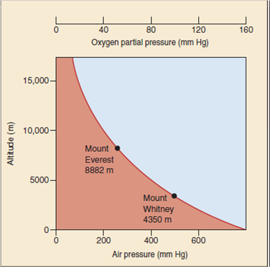 How Do Llamas Live So High Up?  Because of mixing, the air animals breathe is 21% oxygen everywhere, even way up into the sky 100 km above earth's surface. However, the amount of air (the number of molecules in a unit volume) decreases sharply with altitude, as shown in the upper graph. Air pressure at 5,000 meters is half that at sea level. This lack of air presents a serious problem to humans, as mountain climbers know. The amount of oxygen in the air (measured as oxygen partial pressure) is lower, so there is simply too little oxygen to fuel a climber's muscles. To combat this problem, high-altitude climbers typically spend months acclimating to high altitudes, a period in which their bodies greatly increase the amount of hemoglobin in their red blood cells and so increase the amount of oxygen the red blood cells can capture. Many mammals live their entire lives at high altitudes. The llama and the vicuna (pictured here) both live in the high Andes of South America, often above 5,000 meters. Do they stuff extra hemoglobin into their red blood cells too, or are they able to solve the problem of low oxygen in another way?    The graph on the lower right displays three oxygen loading curves that reveal the effectiveness with which hemoglobin binds oxygen. The more effective the binding, the less oxygen required before hemoglobin becomes fully loaded. In the graph, the percent hemoglobin saturation (that is, how much of the hemoglobin is bound to oxygen) is presented on the y axis, and the oxygen partial pressure (a measure of the amount of oxygen available to the hemoglobin molecules) is presented on the x axis. Oxygenloading curves are presented for three mammalian species: humans living at sea level, and llamas and vicunas, each living in the Andes above 5,000 meters.      Drawing Conclusions What is the effect of shifting the oxygen loading curve to the left? What general statement can be made regarding the affinity of hemoglobin for oxygen in the three species?