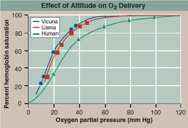 How Do Llamas Live So High Up?  Because of mixing, the air animals breathe is 21% oxygen everywhere, even way up into the sky 100 km above earth's surface. However, the amount of air (the number of molecules in a unit volume) decreases sharply with altitude, as shown in the upper graph. Air pressure at 5,000 meters is half that at sea level. This lack of air presents a serious problem to humans, as mountain climbers know. The amount of oxygen in the air (measured as oxygen partial pressure) is lower, so there is simply too little oxygen to fuel a climber's muscles. To combat this problem, high-altitude climbers typically spend months acclimating to high altitudes, a period in which their bodies greatly increase the amount of hemoglobin in their red blood cells and so increase the amount of oxygen the red blood cells can capture. Many mammals live their entire lives at high altitudes. The llama and the vicuna (pictured here) both live in the high Andes of South America, often above 5,000 meters. Do they stuff extra hemoglobin into their red blood cells too, or are they able to solve the problem of low oxygen in another way?    The graph on the lower right displays three oxygen loading curves that reveal the effectiveness with which hemoglobin binds oxygen. The more effective the binding, the less oxygen required before hemoglobin becomes fully loaded. In the graph, the percent hemoglobin saturation (that is, how much of the hemoglobin is bound to oxygen) is presented on the y axis, and the oxygen partial pressure (a measure of the amount of oxygen available to the hemoglobin molecules) is presented on the x axis. Oxygenloading curves are presented for three mammalian species: humans living at sea level, and llamas and vicunas, each living in the Andes above 5,000 meters.      Further Analysis What saturation values would you expect in llamas raised from birth in the National Zoo at Washington, D.C.? Why would you expect this? How might you test your prediction?