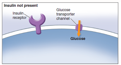 Why Do Diabetics Excrete  Glucose in Their Urine?  Late-onset diabetes is a serious and increasingly common disorder in which the body's cells lose their ability to respond to insulin, a hormone which is needed to trigger their uptake of glucose. As illustrated below, the binding of insulin to a receptor in the plasma membrane causes the rapid insertion of glucose transporter channels into the plasma membrane, allowing the cell to take up glucose. In diabetics, however, glucose molecules accumulate in the blood while the body's cells starve for the lack of them. In mild cases, blood glucose levels rise to several times the normal value of 4 m M; in severe untreated cases, blood glucose levels may become enormously elevated, up tO<sub>2</sub>5 times the normal value. A characteristic symptom of even mild diabetes is the excretion of large amounts of glucose in the urine. The name of the disorder, diabetes mellitus , means excessive secretion of sweet urine. In normal individuals, by contrast, only trace amounts of glucose are excreted. The kidney very effi ciently reabsorbs glucose molecules from the fl uid passing through it. Why doesn't it do so in diabetic individuals? The graph on the upper right displays so-called glucose tolerance curves for a normal person ( blue line ) and a diabetic ( red line ). After a night without food, each individual drank a test dose of 100 grams of glucose dissolved in water. Blood glucose levels were then monitored at 30-minute and one-hour intervals. The dotted line indicates the kidney threshold, the maximum concentration of blood glucose molecules (about 10 m M ) that the kidney is able to retrieve from the fl uid passing through it when all of its glucose-transporting channels are being utilized full-bore.        Applying Concepts  a. Variable. In the graph, what is the dependent variable? b. Reading a Curve. What is the immediate impact on the normal individual's blood glucose levels of consuming the test dose of glucose? How long does it take for the normal person's blood glucose level to return to the level before the test dose? c. Comparing Curves. Is the impact any different for the diabetic person? How long does it take for the diabetic person's blood glucose levels to return to the level before the test dose?