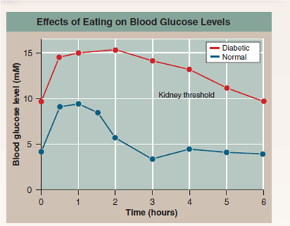 Why Do Diabetics Excrete Glucose in Their Urine?  Late-onset diabetes is a serious and increasingly common disorder in which the body's cells lose their ability to respond to insulin, a hormone that is needed to trigger their uptake of glucose. As illustrated below, the binding of insulin to a receptor in the plasma membrane causes the rapid insertion of glucose transporter channels into the plasma membrane, allowing the cell to take up glucose. In diabetics, however, glucose molecules accumulate in the blood while the body's cells starve for the lack of them. In mild cases, blood glucose levels rise to several times the normal value of 4 m M; in severe, untreated cases, blood glucose levels may become enormously elevated, up tO<sub>2</sub>5 times the normal value. A characteristic symptom of even mild diabetes is the excretion of large amounts of glucose in the urine. The name of the disorder, diabetes mellitus , means excessive secretion of sweet urine. in normal individuals, by contrast, only trace amounts of glucose are excreted. The kidney very efficiently reabsorbs glucose molecules from the fluid passing through it. Why doesn't it do so in diabetic individuals? The graph on the upper right displays so-called glucose tolerance curves for a normal person ( blue line ) and a diabetic ( red line ). After a night without food, each individual drank a test dose of 100 grams of glucose dissolved in water. Blood glucose levels were then monitored at 30-minute and one-hour intervals. The dotted line indicates the kidney threshold, the maximum concentration of blood glucose molecules (about 10 m M ) that the kidney is able to retrieve from the fluid passing through it when all of its glucose-transporting channels are being utilized full bore.      Making Inferences  a. Why do you suppose the diabetic individual took so much longer to recover from the test dose? b. Would you expect the normal individual to excrete glucose? explain. The diabetic individual? explain.