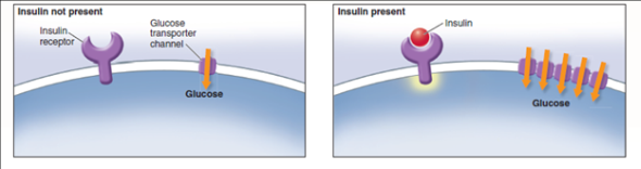 Why Do Diabetics Excrete Glucose in Their Urine?  Late-onset diabetes is a serious and increasingly common disorder in which the body's cells lose their ability to respond to insulin, a hormone that is needed to trigger their uptake of glucose. As illustrated below, the binding of insulin to a receptor in the plasma membrane causes the rapid insertion of glucose transporter channels into the plasma membrane, allowing the cell to take up glucose. In diabetics, however, glucose molecules accumulate in the blood while the body's cells starve for the lack of them. In mild cases, blood glucose levels rise to several times the normal value of 4 m M; in severe, untreated cases, blood glucose levels may become enormously elevated, up tO<sub>2</sub>5 times the normal value. A characteristic symptom of even mild diabetes is the excretion of large amounts of glucose in the urine. The name of the disorder, diabetes mellitus , means excessive secretion of sweet urine. in normal individuals, by contrast, only trace amounts of glucose are excreted. The kidney very efficiently reabsorbs glucose molecules from the fluid passing through it. Why doesn't it do so in diabetic individuals? The graph on the upper right displays so-called glucose tolerance curves for a normal person ( blue line ) and a diabetic ( red line ). After a night without food, each individual drank a test dose of 100 grams of glucose dissolved in water. Blood glucose levels were then monitored at 30-minute and one-hour intervals. The dotted line indicates the kidney threshold, the maximum concentration of blood glucose molecules (about 10 m M ) that the kidney is able to retrieve from the fluid passing through it when all of its glucose-transporting channels are being utilized full bore.      Making Inferences  a. Why do you suppose the diabetic individual took so much longer to recover from the test dose? b. Would you expect the normal individual to excrete glucose? explain. The diabetic individual? explain.