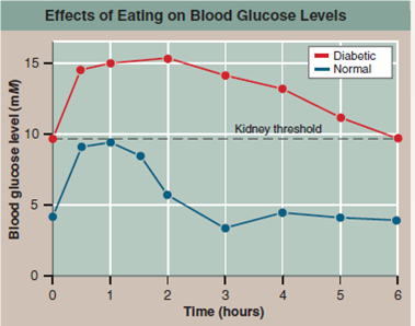 Why Do Diabetics Excrete  Glucose in Their Urine?  Late-onset diabetes is a serious and increasingly common disorder in which the body's cells lose their ability to respond to insulin, a hormone which is needed to trigger their uptake of glucose. As illustrated below, the binding of insulin to a receptor in the plasma membrane causes the rapid insertion of glucose transporter channels into the plasma membrane, allowing the cell to take up glucose. In diabetics, however, glucose molecules accumulate in the blood while the body's cells starve for the lack of them. In mild cases, blood glucose levels rise to several times the normal value of 4 m M; in severe untreated cases, blood glucose levels may become enormously elevated, up tO<sub>2</sub>5 times the normal value. A characteristic symptom of even mild diabetes is the excretion of large amounts of glucose in the urine. The name of the disorder, diabetes mellitus , means excessive secretion of sweet urine. In normal individuals, by contrast, only trace amounts of glucose are excreted. The kidney very effi ciently reabsorbs glucose molecules from the fl uid passing through it. Why doesn't it do so in diabetic individuals? The graph on the upper right displays so-called glucose tolerance curves for a normal person ( blue line ) and a diabetic ( red line ). After a night without food, each individual drank a test dose of 100 grams of glucose dissolved in water. Blood glucose levels were then monitored at 30-minute and one-hour intervals. The dotted line indicates the kidney threshold, the maximum concentration of blood glucose molecules (about 10 m M ) that the kidney is able to retrieve from the fl uid passing through it when all of its glucose-transporting channels are being utilized full-bore.        Further Analysis  a. If glucose molecules are being excreted in the urine, then they are not being converted to fatty acids for storage as fat. This would imply that severe diabetics would lose weight, even if on a high-calorie diet. How would you go about testing this prediction? b. Denied glucose, the cells of a diabetic might be expected to turn in desperation to the cell's protein as a food source. How might you test this hypothesis?