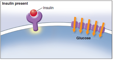 Why Do Diabetics Excrete  Glucose in Their Urine?  Late-onset diabetes is a serious and increasingly common disorder in which the body's cells lose their ability to respond to insulin, a hormone which is needed to trigger their uptake of glucose. As illustrated below, the binding of insulin to a receptor in the plasma membrane causes the rapid insertion of glucose transporter channels into the plasma membrane, allowing the cell to take up glucose. In diabetics, however, glucose molecules accumulate in the blood while the body's cells starve for the lack of them. In mild cases, blood glucose levels rise to several times the normal value of 4 m M; in severe untreated cases, blood glucose levels may become enormously elevated, up tO<sub>2</sub>5 times the normal value. A characteristic symptom of even mild diabetes is the excretion of large amounts of glucose in the urine. The name of the disorder, diabetes mellitus , means excessive secretion of sweet urine. In normal individuals, by contrast, only trace amounts of glucose are excreted. The kidney very effi ciently reabsorbs glucose molecules from the fl uid passing through it. Why doesn't it do so in diabetic individuals? The graph on the upper right displays so-called glucose tolerance curves for a normal person ( blue line ) and a diabetic ( red line ). After a night without food, each individual drank a test dose of 100 grams of glucose dissolved in water. Blood glucose levels were then monitored at 30-minute and one-hour intervals. The dotted line indicates the kidney threshold, the maximum concentration of blood glucose molecules (about 10 m M ) that the kidney is able to retrieve from the fl uid passing through it when all of its glucose-transporting channels are being utilized full-bore.        Further Analysis  a. If glucose molecules are being excreted in the urine, then they are not being converted to fatty acids for storage as fat. This would imply that severe diabetics would lose weight, even if on a high-calorie diet. How would you go about testing this prediction? b. Denied glucose, the cells of a diabetic might be expected to turn in desperation to the cell's protein as a food source. How might you test this hypothesis?