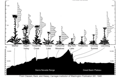 The figure at the right depicts the principle of:   A) Speciation B) Genetic drift C) Founder effect D) Clinal variation E) Subspeciation