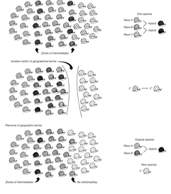 The figure at the right depicts the principle of   A) Hybrid vigor B) Genetic drift C) Speciation D) Gene flow E) Admixture