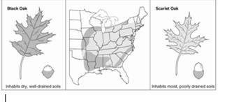 What type of reproductive isolating mechanism is shown at the right?   A) Seasonal B) Sexual C) Habitat D) Mechanical E) Gametic