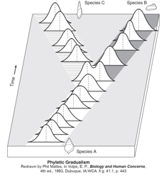 What principle or concept is depicted at the right?   A) Hybrid inviability B) Phyletic gradualism C) Punctuated equilibrium D) Prezygotic isolation E) Post-zygotic isolation