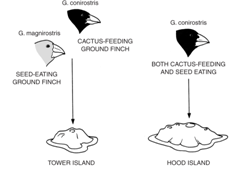 The figure at the right depicts the principle or concept of:   A) speciation B) Adaptive radiation C) Niche diversification D) Gene flow E) Genetic drift