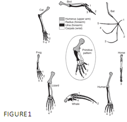What concept is depicted in figure 1? A) Divergence from a common ancestor. B) Convergence evolution C) Descent with modification. D) Homology E) Heterogeneity