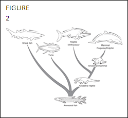 What concept is depicted in figure 2? A) Divergence from a common ancestor. B) Convergence evolution C) Descent with modification. D) Homology E) Heterogeneity