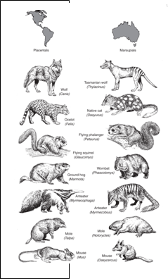 The figure at the right depicts the principle or concept of   A) homology B) Convergence C) Genetic drift D) Speciation E) Evolutionary stability