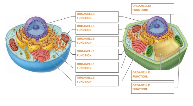 Name and note the function of the organelles shown in the diagram.  