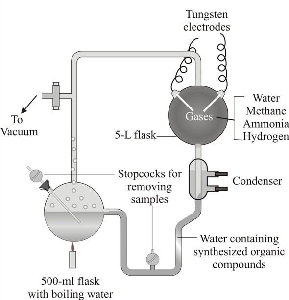   According to Miller and Urey experiments the following are constituted in each case: • Observations - Miller and Urey observed that after one week of continuous experiment, 10 to 15% of the carbon within the system was now in the form of organic compounds. Two percent of the carbon had formed amino acids. Sugars, liquids, and some of the building blocks for nucleic acids were also formed. • Hypothesis - Experiment hypothesized that conditions on primitive Earth favored chemical reactions that synthesized organic compounds from inorganic precursors. • Deduction - From the experiment they conducted, Miller and Urey came to a conclusion that origin of life is a chemical evolution. • Prediction - They predicted that primitive Earth consists of reduced atmosphere. • Data - It represents the synthesis of organic compounds from inorganic precursors. • Control - It is the same experimental apparatus used by Miller and Urey, but devoid of the energy source.