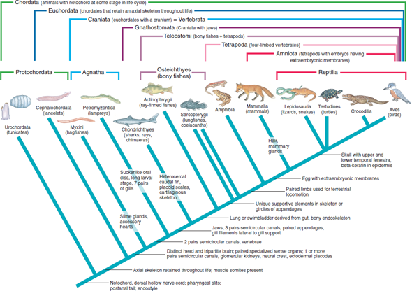 Explain how the use of a cladistic classification for the vertebrates results in important regroupings of the traditional vertebrate taxa (refer to Figure 23.3). Why are certain traditional groupings such as Osteichthyes and Agnatha not recognized in cladistic usage?    Figure 23.3 Cladogram of living members of phylum Chordata showing probable relationships of monophyletic groups composing the phylum. Each branch in the cladogram represents a monophyletic group. Some derived character states that identify the branchings are shown at right of the branch points. Nesting brackets across the top of the cladogram identify monophyletic groupings within the phylum. The term Craniata, although commonly equated with Vertebrata, is preferred by many authorities because it recognizes that some jawless vertebrates have a cranium but no vertebrae. The lower set of brackets identify the traditional groupings Protochordata, Agnatha, Osteichthyes, and Reptilia. These paraphyletic groups are not recognized in cladistic treatments, but are shown because of widespread use.