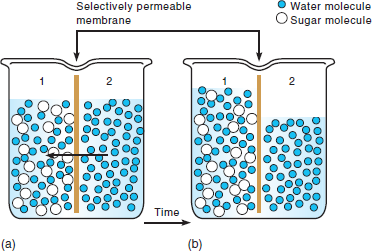 Osmotic balance must be maintained in an animal so that tissues can carry out metabolic functions in a homeostatic state. Physiological mechanisms help most vertebrates keep blood osmolarity and various ion concentrations relatively constant (homeostasis). Marine invertebrates are osmoconformers in that their body fluids are isosmotic to their environment. Most vertebrates are osmoregulators in that their body fluids are either hyperosmotic or hypoosmotic compared to their environment. During osmosis, does water move toward regions of higher or lower osmolarity ( see figure 2.10 ) Figure 2.10 Osmosis. ( a ) A selectively permeable membrane separates the beaker into two compartments. Initially, compartment 1 contains sugar and water molecules, and compartment 2 contains only water molecules. Due to molecular motion, water moves down the concentration gradient (from compartment 2 to compartment 1) by osmosis. The sugar molecules remain in compartment 1 because they are too large to pass across the membrane. ( b ) At osmotic equilibrium, the number of sugar molecules in compartment 1 does not increase, but the number of water molecules does.