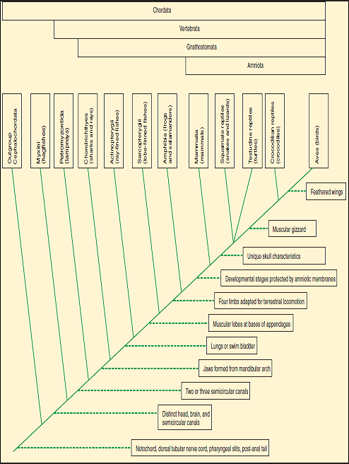 Construct a cladogram, similar to that shown in figure 7.6, using your hypothetical animals from questions 2 and 3. Make drawings of your animals. Figure 7.6  Cladogram Showing Vertebrate Phylogeny. A cladogram is constructed by identifying points at which two groups diverged. Animals that share a branching point are included in the same taxon. Notice that timescales are not given or implied. The relative abundance of taxa is also not shown. Notice that this diagram shows the birds and crocodilians sharing a common branch, and that these two groups are more closely related to each other than either is to any other group of animals. Brackets at the top of the cladogram illustrate hierarchical nesting. Each higher bracket includes the brackets below it.     question 3 Describe hypothetical synapomorphies that would result in an assemblage of one order and two families (in addition to the three genera and six species from question 2). question 2 Give proper scientific names to six hypothetical animal species. Assume that you have three different genera represented in your group of six. Be sure your format for writing scientific names is correct.