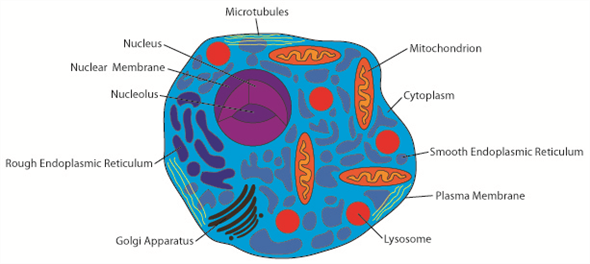 There are many major differences between a prokaryotic and eukaryotic cell. A prokaryotic cell has no nucleus. In fact, it lacks any kind of membrane bound organelles. This includes the Golgi apparatus, the endoplasmic reticulum, lysosome, the chloroplast and the mitochondria. Both cell types have a lipid bilayer to contain the cell. The following is a depiction of an animal eukaryotic cell with all major organelles labeled.    The following is a depiction of a plant eukaryotic cell. Unlike animal cells, plant cells have cell walls, chloroplasts, and a vacuole, which fills most of the cell.    The following is a depiction of a prokaryotic cell. Note the lack of any membrane enclosed organelles.   