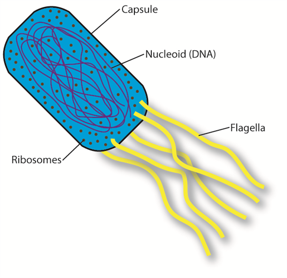 There are many major differences between a prokaryotic and eukaryotic cell. A prokaryotic cell has no nucleus. In fact, it lacks any kind of membrane bound organelles. This includes the Golgi apparatus, the endoplasmic reticulum, lysosome, the chloroplast and the mitochondria. Both cell types have a lipid bilayer to contain the cell. The following is a depiction of an animal eukaryotic cell with all major organelles labeled.    The following is a depiction of a plant eukaryotic cell. Unlike animal cells, plant cells have cell walls, chloroplasts, and a vacuole, which fills most of the cell.    The following is a depiction of a prokaryotic cell. Note the lack of any membrane enclosed organelles.   