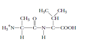Solving The Sequence of an Oligopeptide from Sequence Analysis Data Analysis of the blood of a catatonic football fan revealed large concentrations of a psychotoxic octapeptide. Amino acid analysis of this octapeptide gave the following results:  2 Ala 1 Arg 1 Asp 1 Met 2 Tyr 1 Val 1 NH 4 +  The following facts were observed:  a. Partial acid hydrolysis of the octapeptide yielded a dipeptide of the structure      b. Chymotrypsin treatment of the octapeptide yielded two tetrapeptides, each containing an alanine residue.  c. Trypsin treatment of one of the tetrapeptides yielded two dipeptides.  d. Cyanogen bromide treatment of another sample of the same tetrapeptide yielded a tripeptide and free Tyr.  e. N-terminal analysis of the other tetrapeptide gave Asn.  What is the amino acid sequence of this octapeptide