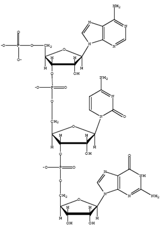 Oligonucleotide structure  Draw the chemical structure of pACG.    