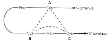 Note that some of these problems refer to information presented in the Tools of Biochemistry 5A-D.  A protein has been sequenced after cleavage of disulfide bonds. The protein is known to contain 3 Cys residues, located as shown below. Only one of the Cys has a free -SH group and the other two are involved in an - S - S - bond.    The only methionine and the only aromatic amino acid (Phe) in this protein are in the positions indicated. Cleavage of the intact protein (i.e., with disulfide bonds intact) by either cyanogen bromide or chymotrypsin does noi break the protein into two peptides. Where is the - S - S - bond (AB, BC, or AC)