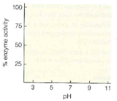 An enzyme contains an active site aspartic acid with a pK a = 5.0, which acts as a general acid catalyst. On the template below, draw the curve of enzyme activity (reaction rate) vs. pH for the enzyme (assume the protein is stably folded between pH<sub>2</sub>-12 and that the active site Asp is the only ionizable residue involved in catalysis). Briefly explain the shape of your curve.  