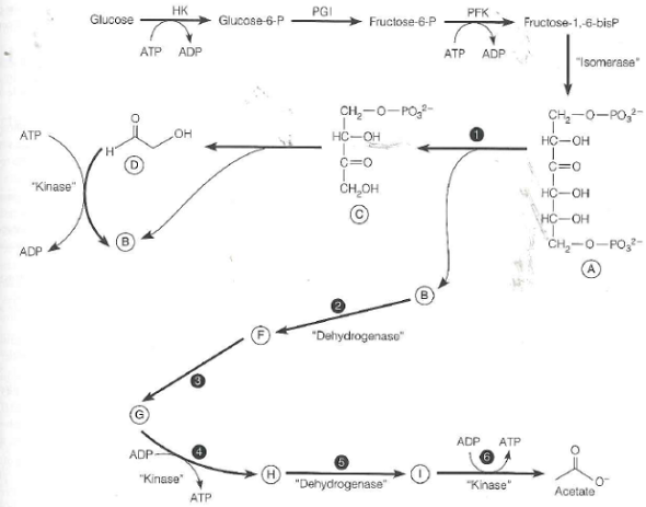 Some anaerobic bacteria use an alternative pathway for glucose catabolism, shown below, that converts glucose to acetate rather than to pyruvate. The first part of this pathway (glucose to fructose-1,6-bisphosphate) is identical to the glycolytic pathway. In the second part of the alternative pathway, Enzymes 1-6 all have mechanisms/activities analogous to enzymes in glycolysis. Note that there are two C-C bond cleavage reactions in this new pathway: A B + C (Enzyme 1 ) and C B + D. All the steps where ATP is consumed or generated have been shown; however, the addition or  