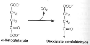 Certain microorganisms with a modified citric acid cycle decar-boxylate a-ketoglutarate to produce succinate semialdehyde:    (a) Succinate semialdehyde is then converted to succinate, which is further metabolized by standard citric acid cycle enzymes. What kind of reaction is required to convert succinate semialdehyde to succinate Show any coenzymes that might be involved. (b) Based on your answer in part (a), how does this pathway compare to the standard citric acid cycle in energy yield
