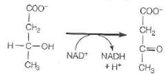 Freshly prepared mitochondria were incubated with -hydroxybu-tyrate, oxidized cytochrome c, ADP, P i , and cyanide. -Hydroxybutyrate is oxidized by an NAD + -dependent dehydrogenase.    The experimenter measured the rate of oxidation of -hydroxybutyrate and the rate of formation of ATP. (a) Indicate the probable flow of electrons in this system. (b) How many moles of ATP would you expect to be formed per mole of -hydroxybutyrate oxidized in this system  (c) Why is -hydroxybutyrate added rather than NADH  (d) What is the function of the cyanide  (e) Write a balanced equation for the overall reaction occurring in this system (electron transport and ATP synthesis). (f) Calculate the net standard free energy change ( G ° ) in this system, using   values from Table 15.1 and a G ° value for ATP hydrolysis of -30.5 kJ/mol.