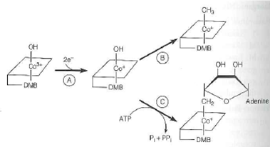 The following diagram shows the biosynthesis of B 12 coenzymes, starting with the vitamin. DMB is dimethylbenzimidazole. (a) What one additional substrate or cofactor is required by enzyme B  (b) Genetic deficiency in animals of enzyme C would result in excessive urinary excretion of what compound    (c) Some forms of the condition described in (b) can be successfully treated by injection of rather massive doses of vitamin B l2. What kind of genetic alteration in the enzyme would be consistent with this result  (d) Genetic deficiency in animals of enzyme B will result in excessive urinary excretion of what amino acid