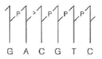 The following diagram shows one-half of a restriction site. (a) Draw the other half.    (b) Use heavy arrows ( ) to identify type II cleavage sites that would yield blunt-ended duplex DNA products. (c) Use light arrows ( ) to identify type II cleavage sites yielding staggered cuts that could be converted directly to recombinant DNA molecules by DNA ligase, with no other enzymes involved. (d) If this were the recognition site for a type I restriction endonu-clease, where would cutting of the duplex occur  (e) If DNA sequences were completely random, how large an interval (in kilobase pairs) would you expect between identical copies of this sequence in DNA