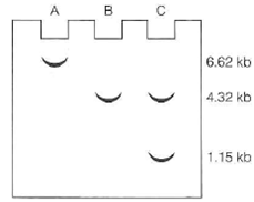 pBR322 DNA (4.32 kb) was cleaved with Hindlll nuclease and lig-ated to a Hindlll digest of human mitochondrial DNA. One recombinant plasmid DNA was analyzed by gel electrophoresis of restriction cleavage fragments, with the following results: lane A = Eco RI-treated recombinant, lane B = Hin dIII-treated vector, and lane C = Hin dIII-treated recombinant.    (a) Why was the recombinant plasmid treated with Eco RI for determination of its size  (b) How might you explain the discrepancy between the size of the recombinant molecule and the sum of the sizes of the Hindlll cleavage fragments  (c) Draw a diagram of the recombinant showing the locations of the Hindlll cleavage sites.