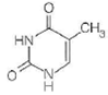 A   B   C   D   For each of the following characteristics, list all of the bases (A, B, C, or D) to which they apply. (a) A signal that identifies a parental DNA strand in the MutH,L,S mismatch correction system (b) Most likely to be involved in cyclobutane dimer formation after ultraviolet irradiation of DNA (c) A methylated base found immediately to the 5 side of dGMP residues in eukaryotic DNA (d) Created by treating DNA with alkylating agents that transfer methyl groups and repaired by an enzyme that functions only once in its lifetime (e) Created by AdoMet-dependent methylation of a nucleotide residue in DNA (f) A substrate for deamination at the DNA level, which would lead to a GC AT transition<div style=padding-top: 35px> 