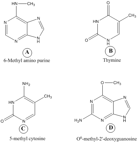 The structures given in the problem are as follows:   The following are the points related to any one or two of the above given structures. The points along with the name of the structure labeled from A to D are as follows: (a)In deoxyribonucleic acid (DNA) mismatch repair mechanism the errors in newly synthesized DNA strand is identified and corrected. To distinguish parent strand from daughter strand it adopts hemimethylation. In hemimethylation, the parent strand exists in methylated form while daughter strand is left unmethylated. Hence, 6- Methyl amino purine helps in identifying parental DNA strand in the Mut H, L, S mismatch correction system. Hence, the characteristic (a) is followed by structure a.(b)Ultraviolet (UV) light induces pyrimidine dimers formation in the DNA strand. The different types of dimers include cyclobutane pyrimidine dimer, 6,4 pyrimidine-pyrimidones. Thymine is a pyrimidine which is most likely to be involved in cyclobutane dimer formation after ultraviolet irradiation of DNa.Hence, the characteristic (b) is followed by structure b.(c)5-methyl cytosine is a methylated base found immediately to the 5' side of dGMP (deoxy guaanosine monophosphate) residues in eukaryotic DNa.Hence, the characteristic (c) is followed by structure c.(d)Nucleotide excision repair mechanism removes DNA damaged by UV radiations. Some chemical agents when treated with DNA they alkylate bases.   is created by treating DNA with alkylating agents that transfer methyl groups and repaired by an enzyme that functions only once in its lifetime. Hence, the characteristic (d) is followed by structure D. (e)6- Methyl amino purine and 5-methyl cytosine are created by S-adenosyl-L-methionine (S-AdoMet or SAM) dependent methylation of nucleotide residue in DNA. S-AdoMet is a co-substrate involved in methyl group transfers Hence, the characteristic (e) is followed by structure A and c.(f)5-methyl cytosine is a substrate for deamination at the DNA level which would lead to a   transition. Deamination is a process to repair DNA. 5-methyl cytosine is formed by treatment with SAM. Hence, the characteristic (f) is followed by structure c.