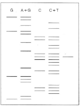 A restriction fragment was subjected to Maxam-Gilbert sequencing, with results as shown in the first four lanes of the radioautogram. S 1 nuclease mapping was carried out, for a gene whose transcription initiated within this sequence (see Tools of Biochemistry 27B). The transcript protected a fragment whose length was as shown in the fifth lane.   (a) Give the nucleotide sequence of both DNA strands and the first several RNA nucleotides. Identify all 3 and 5 ends. (b) On your structure, show the approximate location of the Pribnow box (the -10 region). (c) Assuming that the restriction fragment was created with a type II restriction endonuclease that recognizes a 6-base-pair site, show the structure of that site, and indicate where cleavage occurs.<div style=padding-top: 35px> 