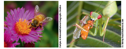 INSECTS PLAY A VITAL ROLE IN OUR WORLD We classify many insect species as pests because they compete with us for food, spread human diseases such as malaria, bite or sting us, and invade our lawns, gardens, and houses. Some people fear insects and many think the only good bug is a dead bug. They fail to recognize the vital roles insects play in helping to sustain life on the earth. For example, pollination is a vital ecosystem service that allows flowering plants to reproduce sexually when pollen grains are transferred from the flower of one plant to a receptive part of the flower of another plant of the same species. Many of the earth's plant flowering species depend on insects to pollinate their flowers (Figure 4.A, left). Also, insects that eat other insects-such as the praying mantis (Figure 4.A, right)-help to control the populations of at least half the insect species we call pests. This free source of pest control is another vital ecosystem service. Certain environmental changes, some of them caused by human activities, are threatening insect populations and their ecosystem services around the world. Entomologists -scientists who study insects-are expanding their research in areas related to such environmental threats. For example, entomologist Diana Cox-Foster of Pennsylvania State University is studying the decline of honeybees, which are extremely important pollinators. This decline threatens to disrupt whole ecosystems that depend on bees for pollination, as well as much of the human food supply. We discuss this serious environmental problem more fully in Chapter 8. Critical Thinking Can you think of three insect species not discussed above that benefit your life? FIGURE 4.A Importance of insects: Bees (left) and numerous other insects pollinate flowering plants that serve as food for many plant eaters, including humans. This praying mantis, which is eating a moth (right), and many other insect species help to control the populations of most of the insect species we classify as pests.