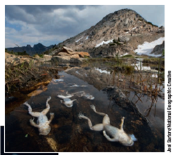 SCIENTISTS ARE SEARCHING FOR THE CAUSES OF AMPHIBIAN DECLINES H erpetologists, the scientists who study frogs and other amphibians, have identified a number of factors-both natural and human-caused-that threaten these species at various points in their life cycles. One of the natural causes is parasites such as flatworms that feed on certain amphibian eggs. Scientists think this has caused birth defects such as missing limbs or extra limbs in some amphibians. Some herpetologists hypothesize that viral and fungal diseases, especially the chytrid fungus (Figure 4.B) that attacks the skin of frogs, are reducing the frogs' ability to ingest water through their skin. This leads to death from dehydration. Such diseases can spread fairly easily, because adults of many amphibian species congregate in large numbers to breed. Another major threat to amphibians is habitat loss and fragmentation. This is mostly a human-caused problem resulting from the clearing of forests and the draining and filling of freshwater wetlands for farming and urban development. Another threat is prolonged drought, which can dry up breeding pools that frogs and other amphibians depend on for reproduction and survival through their early stages of life (Figure 4.C). Another human-influenced problem is higher levels of UV radiation, which can harm embryos of amphibians in shallow ponds as well as adults basking in the sun for warmth. Historically, such radiation has been screened by ozone in the stratosphere, but during the past few decades, ozone-depleting chemicals released into the troposphere from human sources have drifted upward into the stratosphere and destroyed some of the protective ozone found there. Pollution is another human-caused threat to amphibians. Frogs and other species are increasingly exposed to pesticides in ponds and in the bodies of insects that they eat. This can make them more vulnerable to bacterial, viral, and fungal diseases and to some parasites. Amphibian expert and National Geographic Explorer Tyrone Hayes, a professor of biology at University of California, Berkeley, is conducting research on how some pesticides can harm frogs and other animals by disrupting their endocrine systems. Overhunting is another problem, especially in areas of Asia and Europe, where frogs are hunted for their leg meat. Yet another threat is the invasion of amphibian habitats by nonnative predators and competitors, such as certain fish species. Some of this immigration is natural, but humans accidentally or deliberately transport many species to amphibian habitats. Most herpetologists believe that a combination of these factors, which vary from place to place, probably is responsible for most of the decline and disappearances among amphibian species. Critical Thinking Of the factors listed above, which three do you think could be most effectively controlled by human efforts? FIGURE 4.B Frogs killed by the chytrid fungus at a high-elevation lake in California. FIGURE 4.C This golden toad lived in Costa Rica's high-altitude Monteverde Cloud Forest Reserve. The species became extinct in 1989, apparently because its habitat dried up.