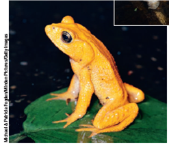 SCIENTISTS ARE SEARCHING FOR THE CAUSES OF AMPHIBIAN DECLINES H erpetologists, the scientists who study frogs and other amphibians, have identified a number of factors-both natural and human-caused-that threaten these species at various points in their life cycles. One of the natural causes is parasites such as flatworms that feed on certain amphibian eggs. Scientists think this has caused birth defects such as missing limbs or extra limbs in some amphibians. Some herpetologists hypothesize that viral and fungal diseases, especially the chytrid fungus (Figure 4.B) that attacks the skin of frogs, are reducing the frogs' ability to ingest water through their skin. This leads to death from dehydration. Such diseases can spread fairly easily, because adults of many amphibian species congregate in large numbers to breed. Another major threat to amphibians is habitat loss and fragmentation. This is mostly a human-caused problem resulting from the clearing of forests and the draining and filling of freshwater wetlands for farming and urban development. Another threat is prolonged drought, which can dry up breeding pools that frogs and other amphibians depend on for reproduction and survival through their early stages of life (Figure 4.C). Another human-influenced problem is higher levels of UV radiation, which can harm embryos of amphibians in shallow ponds as well as adults basking in the sun for warmth. Historically, such radiation has been screened by ozone in the stratosphere, but during the past few decades, ozone-depleting chemicals released into the troposphere from human sources have drifted upward into the stratosphere and destroyed some of the protective ozone found there. Pollution is another human-caused threat to amphibians. Frogs and other species are increasingly exposed to pesticides in ponds and in the bodies of insects that they eat. This can make them more vulnerable to bacterial, viral, and fungal diseases and to some parasites. Amphibian expert and National Geographic Explorer Tyrone Hayes, a professor of biology at University of California, Berkeley, is conducting research on how some pesticides can harm frogs and other animals by disrupting their endocrine systems. Overhunting is another problem, especially in areas of Asia and Europe, where frogs are hunted for their leg meat. Yet another threat is the invasion of amphibian habitats by nonnative predators and competitors, such as certain fish species. Some of this immigration is natural, but humans accidentally or deliberately transport many species to amphibian habitats. Most herpetologists believe that a combination of these factors, which vary from place to place, probably is responsible for most of the decline and disappearances among amphibian species. Critical Thinking Of the factors listed above, which three do you think could be most effectively controlled by human efforts? FIGURE 4.B Frogs killed by the chytrid fungus at a high-elevation lake in California. FIGURE 4.C This golden toad lived in Costa Rica's high-altitude Monteverde Cloud Forest Reserve. The species became extinct in 1989, apparently because its habitat dried up.