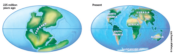 GEOLOGICAL PROCESSES AFFECT BIODIVERSITY The earth's surface has changed dramatically over its long history. Scientists have discovered that huge flows of molten rock within the earth's interior have broken its surface into a number of gigantic solid plates, called tectonic plates. For hundreds of millions of years, these plates have drifted slowly on the planet's mantle (Figure 4.D). Rock and fossil evidence indicates that 200-250 million years ago, all of the earth's present-day continents were connected in a supercontinent called Pangaea (Figure 4.D, left). About 135 million years ago, Pangaea began splitting apart as the earth's tectonic plates moved, eventually resulting in the present-day locations of the continents (Figure 4.D, right). The fact that tectonic plates drift has had two important effects on the evolution and distribution of life on the earth. First, the locations of continents and oceanic basins have greatly influenced the earth's climate and thus have helped to determine where plants and animals can live. Second, the breakup, movement, and joining of continents has allowed species to move, adapt to new environments, and form new species through speciation. Adjoining tectonic plates that are grinding along slowly next to one another sometimes shift quickly. Such sudden movement of tectonic plates can cause earthquakes, which can also affect biological evolution by causing fissures in the earth's crust that, on rare occasions, can separate and isolate populations of species. Over long periods, this can lead to the formation of new species as each isolated population changes genetically in response to new environmental conditions. Volcanic eruptions that occur along the boundaries of tectonic plates can also affect extinction and speciation by destroying habitats and reducing, isolating, or wiping out populations of species. We discuss these processes in greater detail in Chapter 12. Critical Thinking The earth's tectonic plates, including the one you are riding on, typically move at about the rate at which your fingernails grow. If they stopped moving, how might this affect the future biodiversity of the planet? FIGURE 4.D Over millions of years, the earth's continents have moved very slowly on several gigantic tectonic plates. Question: How might an area of land splitting apart cause the extinction of a species?